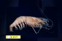 藏品(日本沼蝦)的圖片